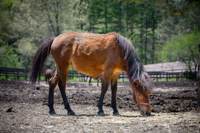 木曽馬は、日本に古くから伝わる在来馬