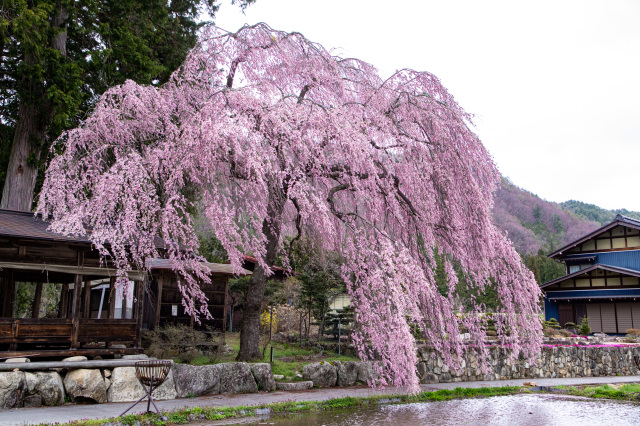 「枝垂れ桜の郷」を自転車でめぐる