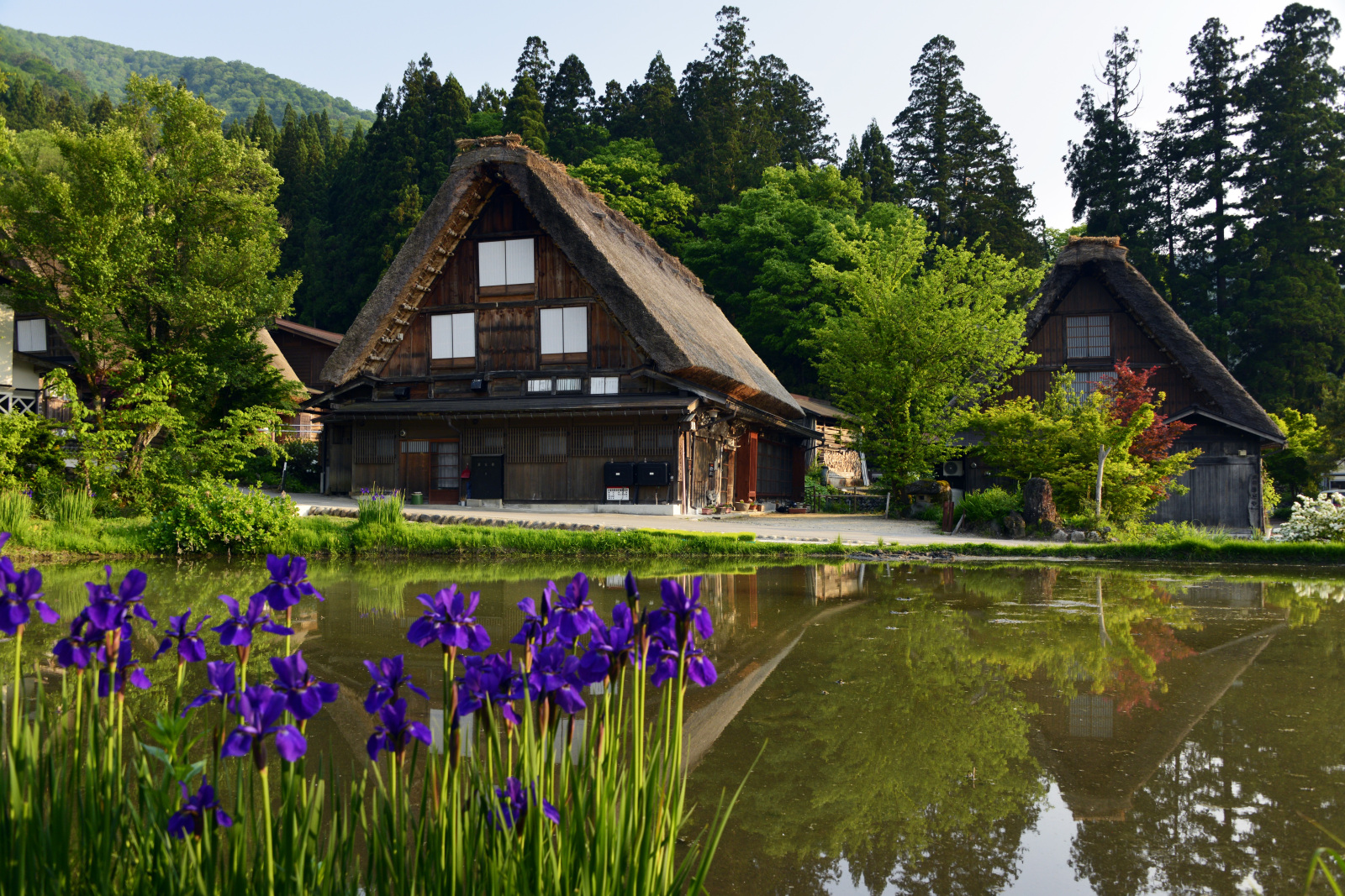 水田に合掌造りが映る 美しい白川郷の風景