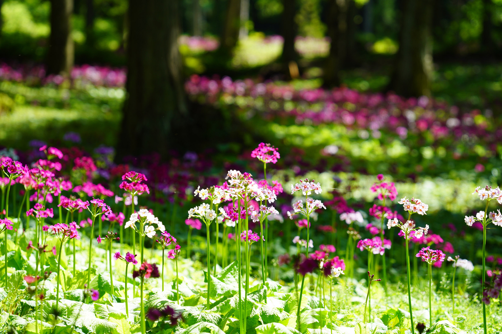 四十八滝山野草花園花の森　クリンソウは5月下旬から