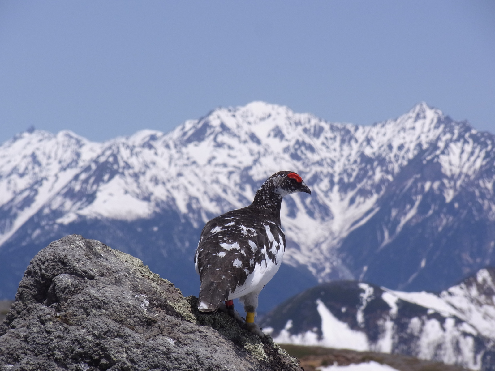 高所に生きる命　乗鞍岳のライチョウ