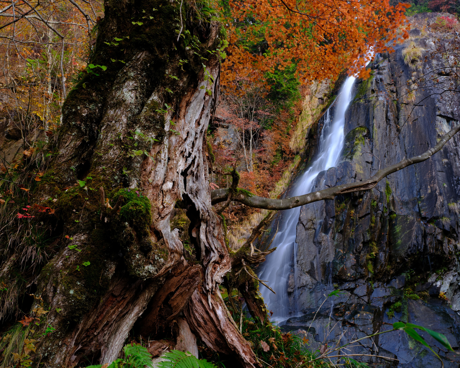 すぎ行く季節を肌で感じる大倉滝