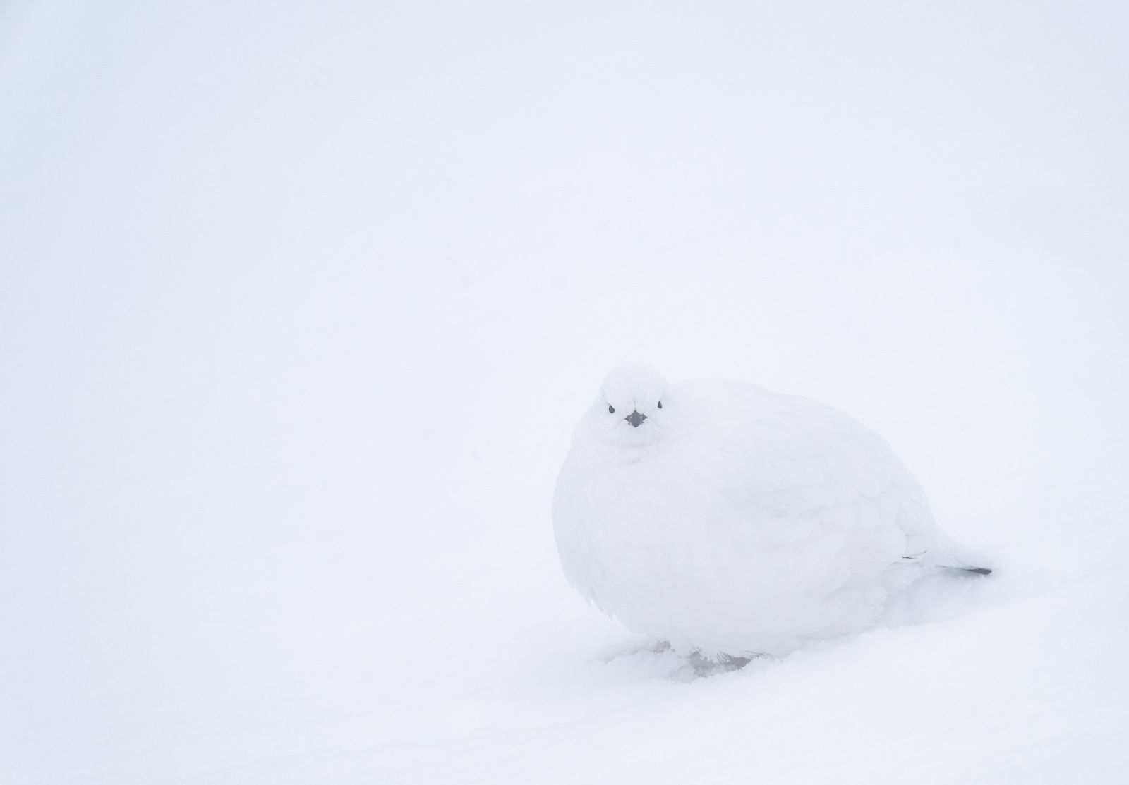 厳しい自然に生き抜く