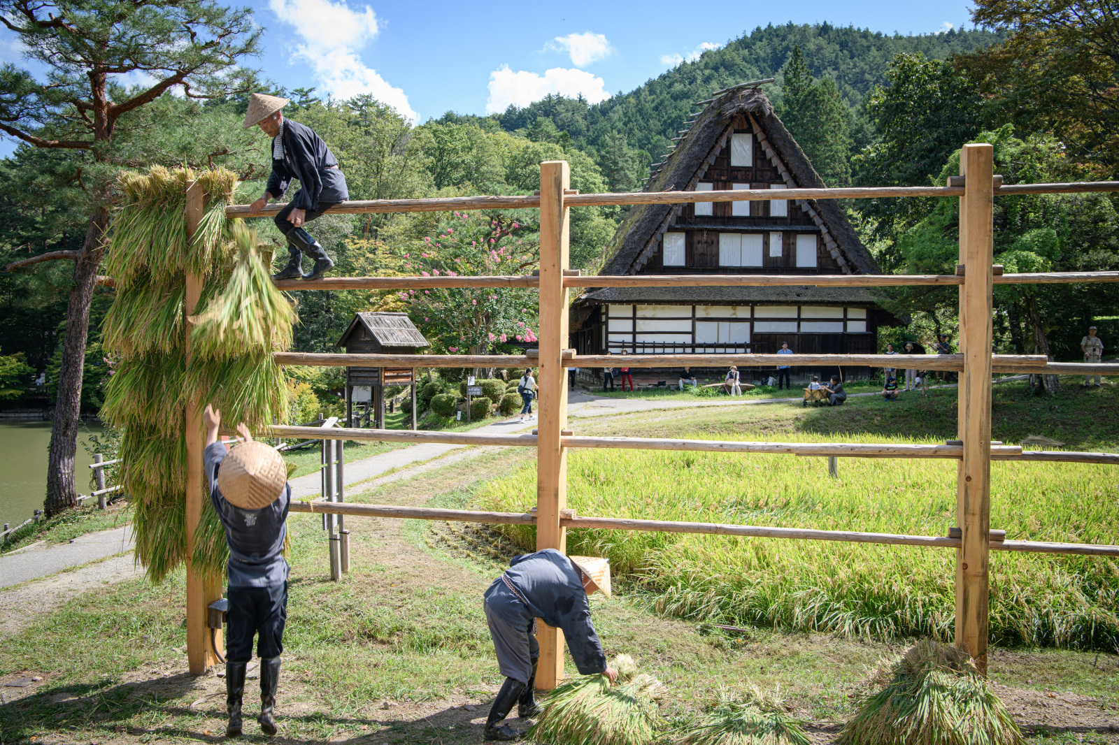 豊穣の秋珍しい車田の稲刈り風景を見学