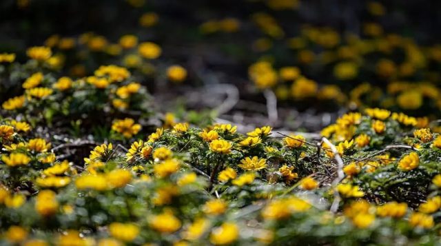飛騨高山の里山を彩る花々の開花情報