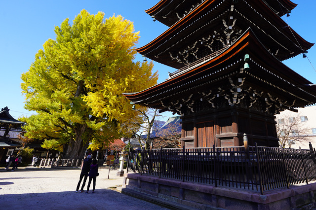 飛騨国分寺の大イチョウ（日本遺産構成文化財）