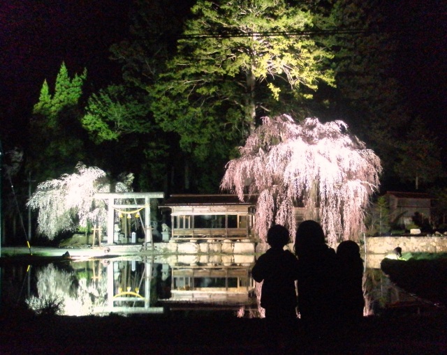 青屋神明神社の枝垂れ桜