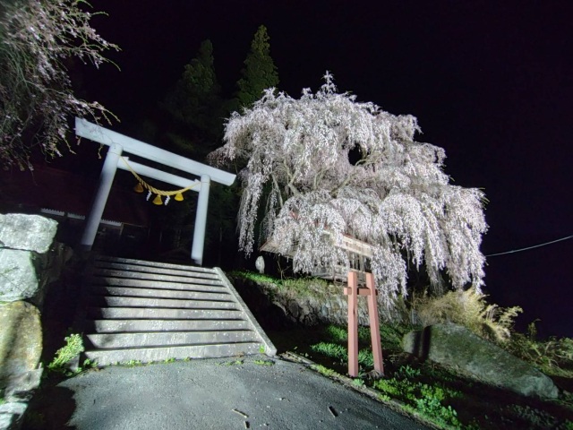 浅井神明神社の枝垂れ桜