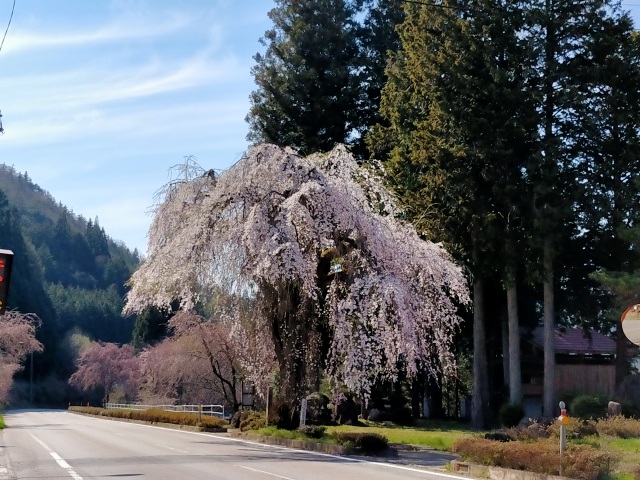 薬師堂の枝垂れ桜