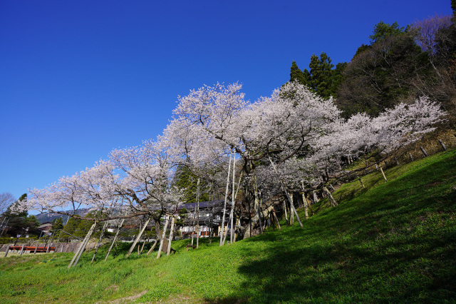 臥龍桜　