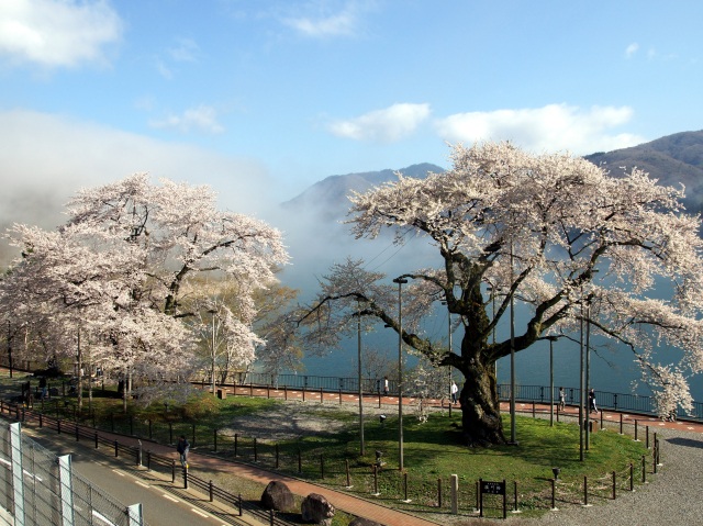 荘川桜