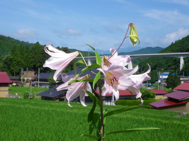 北野農村公園　ササユリ群生地