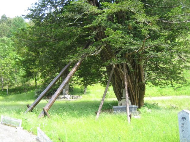 治郎兵衛のイチイ