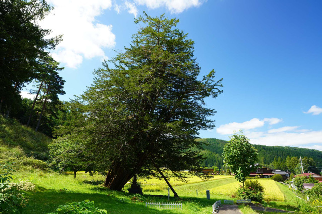 治郎兵衛のイチイ