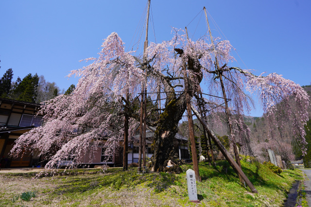 西光寺の枝垂れ桜　