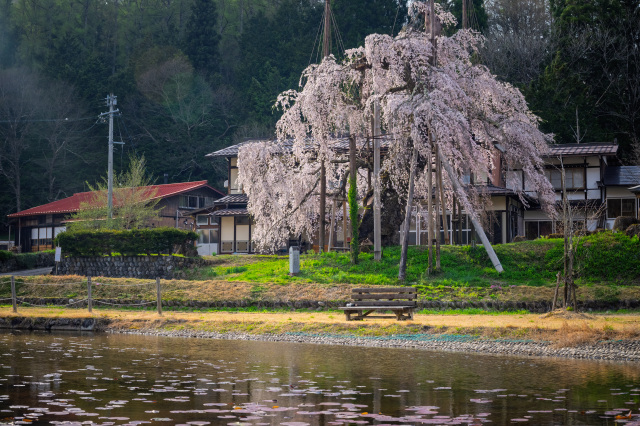 西光寺の枝垂れ桜　