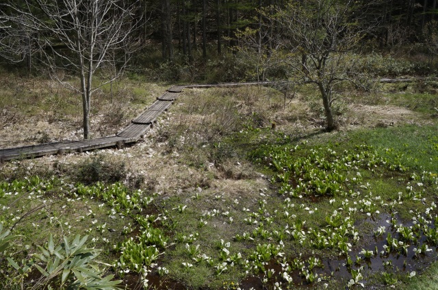 小鳥峠の水芭蕉