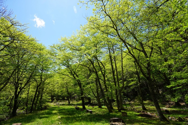 こもれび広場