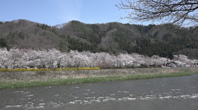 桜野公園