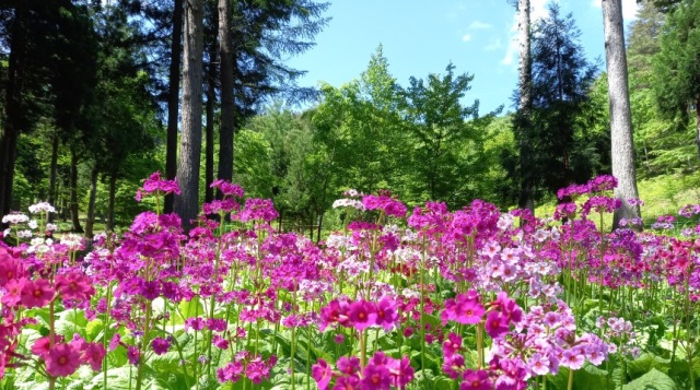 四十八滝山野草花園花の森