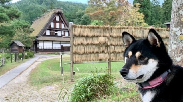 飛騨の里でわんちゃん＆ねこちゃんペット自慢　フォトコンテスト