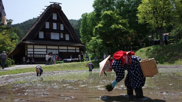 飛騨の里 車田の田植え