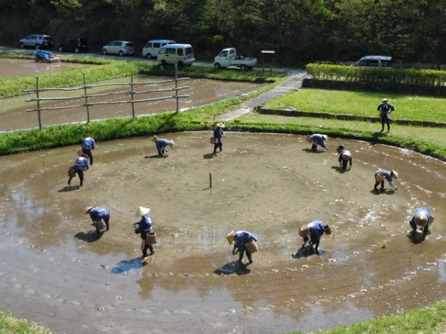 松本町 車田の田植え