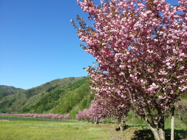 飛騨あさひ桜めぐり