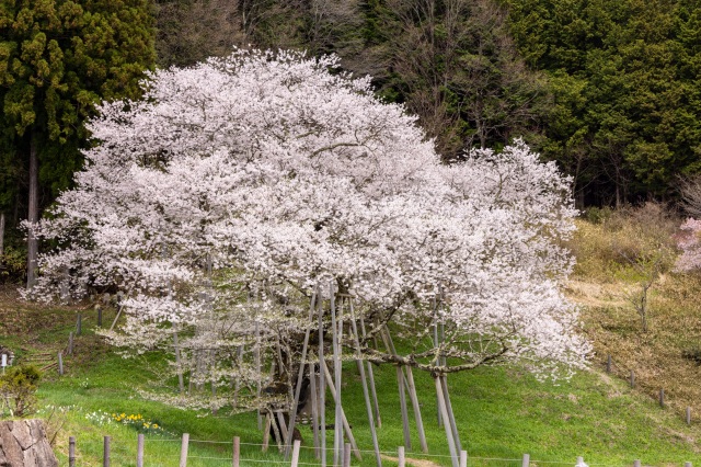 臥龍桜　桜まつり