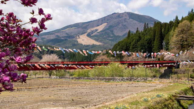 久須母橋の鯉のぼり｜久々野の春の風物詩（飛騨高山）