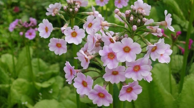 宇津江四十八滝山野草花園 花の森まつり