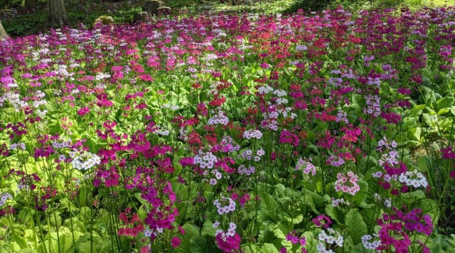 宇津江四十八滝山野草花園 花の森まつり