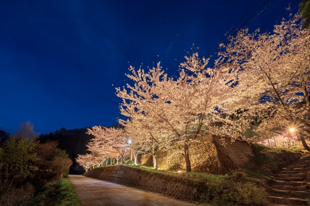 新穂高温泉中尾夜桜ライトアップ