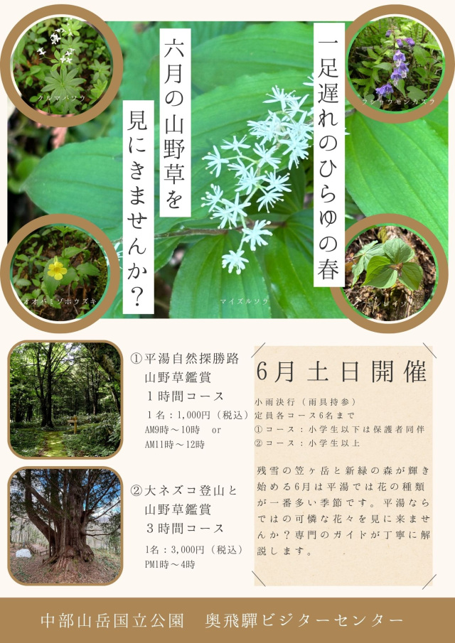 大ネズコ登山と山野草鑑賞3時間コース