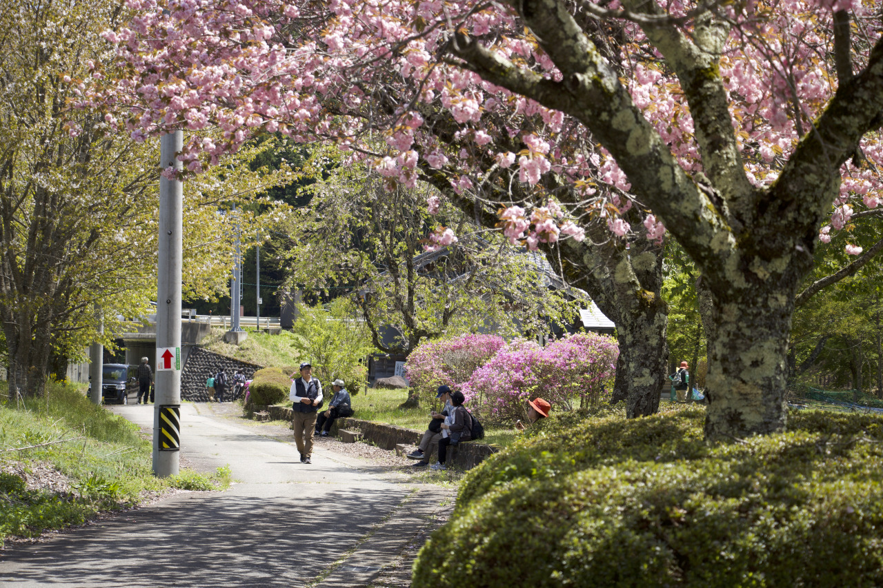 春のさわやかウォーキング