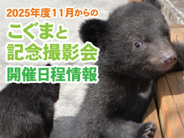 2025年度11月からの『こぐまと一緒に記念写真撮影会』