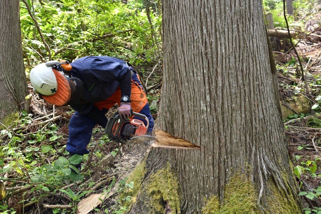 【飛騨高山】「森のバトン」針葉樹林業・製材・大工の職場見学ツアー 参加者募集！【12/6-7】