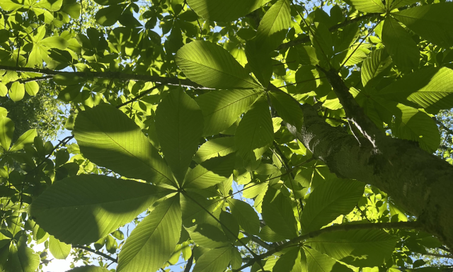 清見の宝ものさがし会議