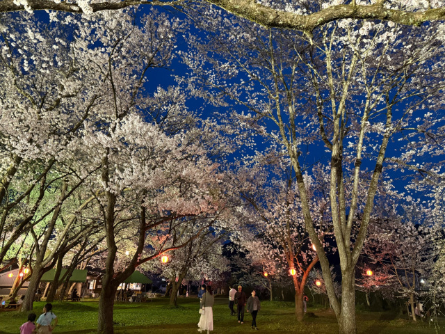 桜野公園ライトアップ