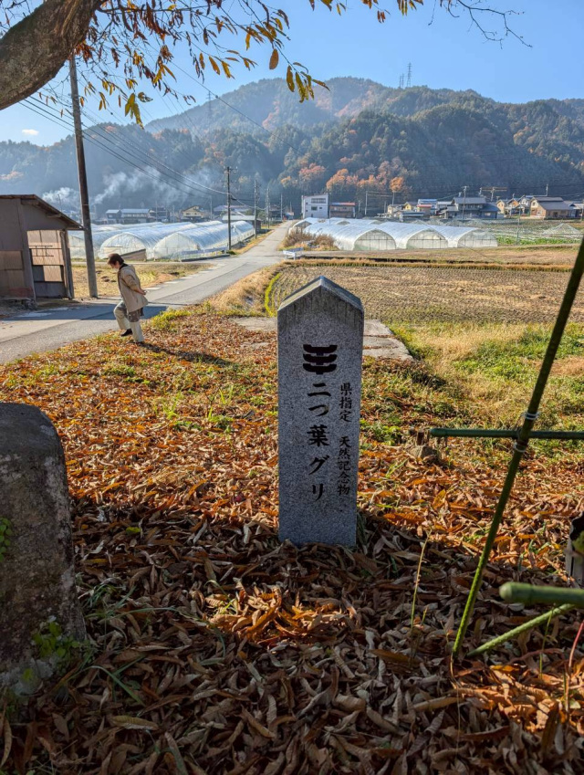 二つ葉グリ