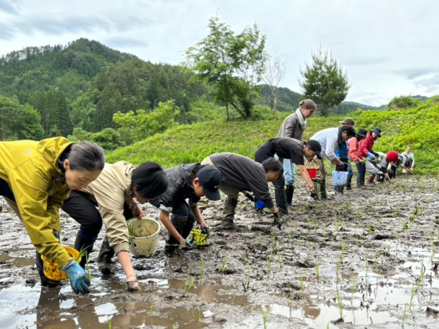 サノライスのMY田んぼ