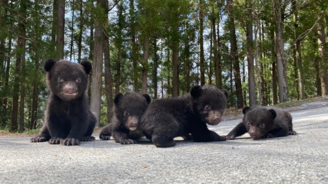 大人気！こぐまと一緒に記念撮影会
