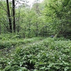 5月6日（水）篠原無然修行の山 輝山登山道開き