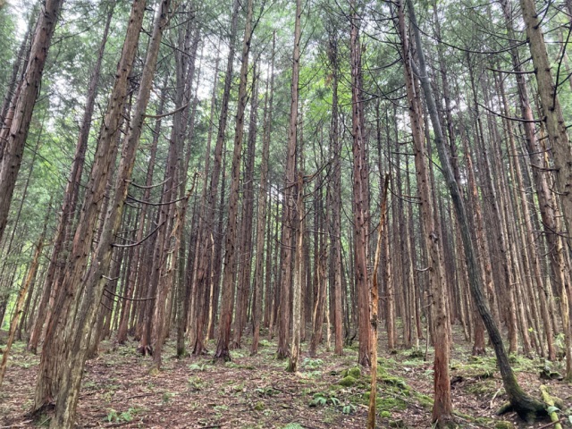 建築セミナー・ワークショップ　 木こり体験