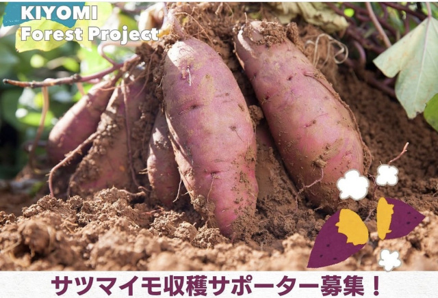 サツマイモ収穫サポーター募集！